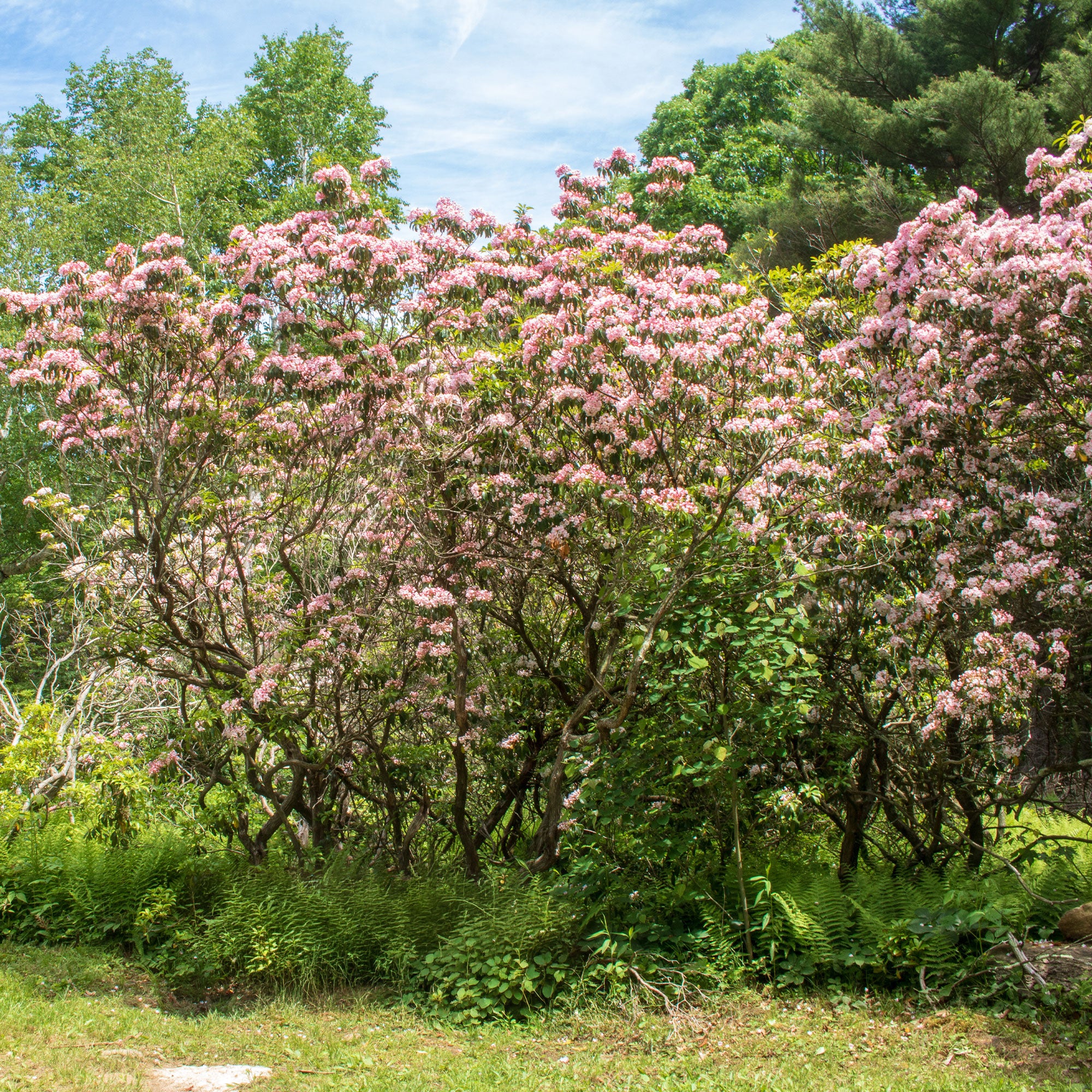 Bakker Laurier Montagnes Kalmia Arbuste Pot 3L 20-30cm