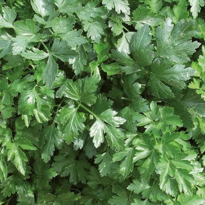 Bakker Collection d'aromatiques Bio graines 4 sachets basilic persil