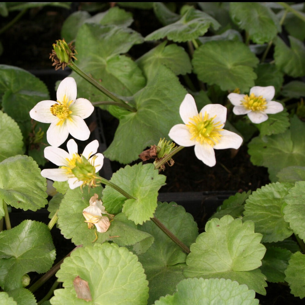 Bakker Populage blanc des marais plante bassin pot 9cm