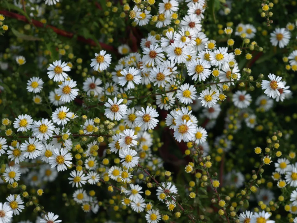 Passion Vivaces Aster ericoides Golden Spray plante vivace godet