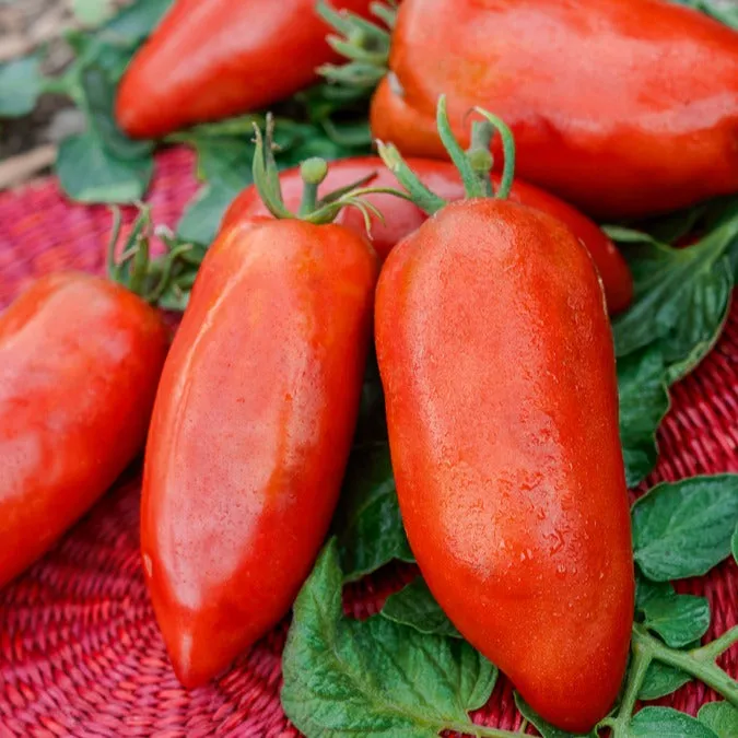 Bakker Tomate Des Andes graine sachet 30 graines chair dense