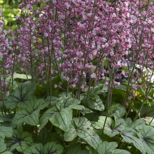 Bakker Plantes vivaces Heucherella Pink Fizz pot Ø 9cm rose