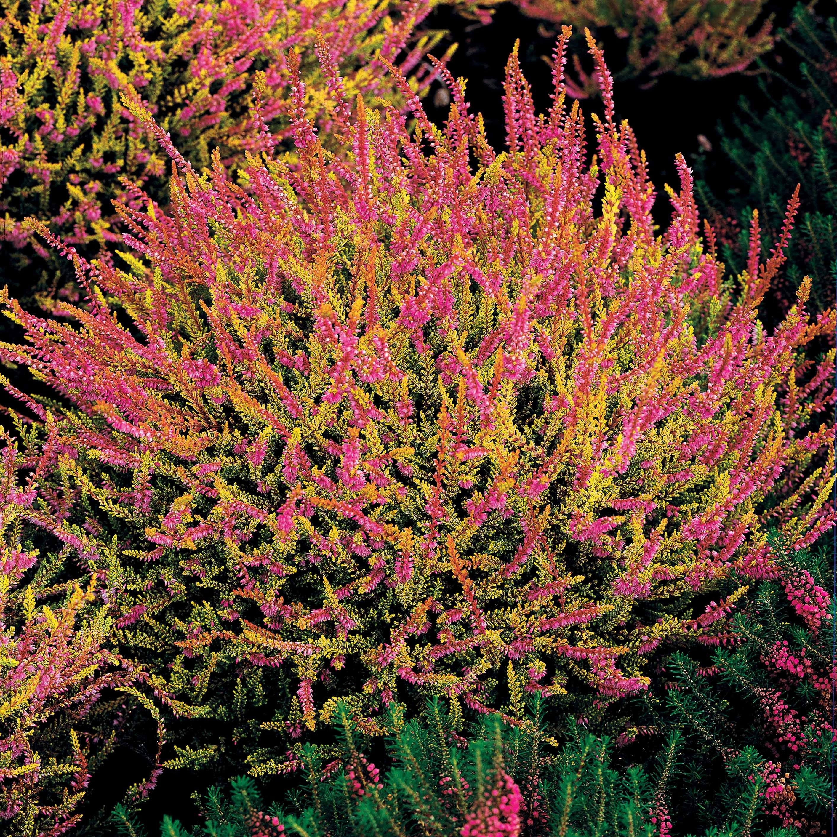 Bakker 6 Bruyères d'été mélange pots Ø9cm