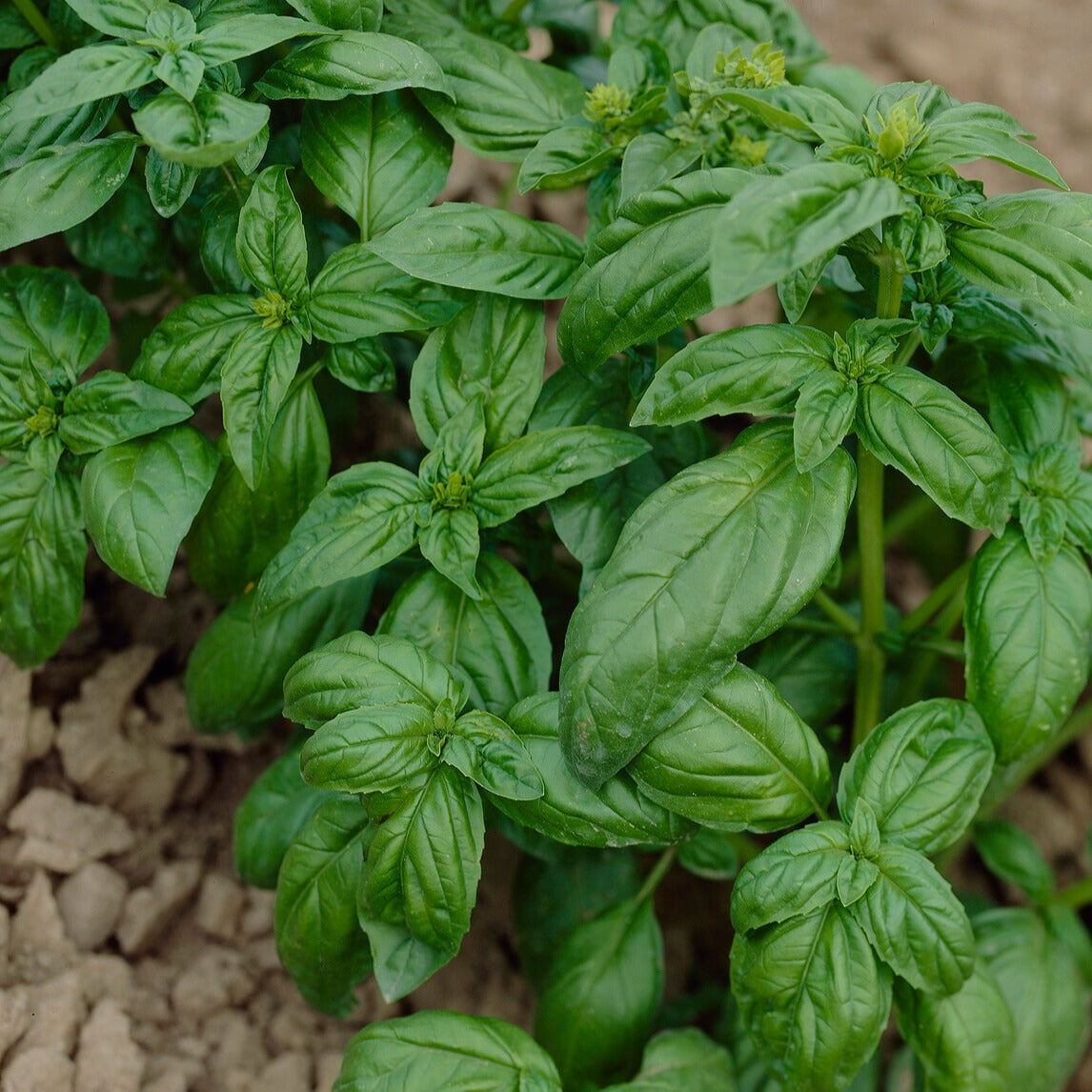 Bakker Collection fines herbes graines 4 sachets persil basilic