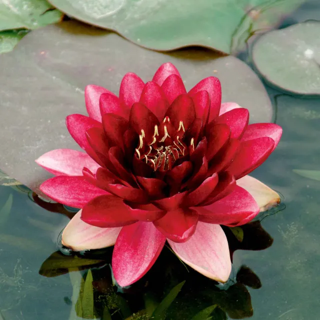 Bakker Perry's Almost Black nénuphar pot Ø11cm fleur noire