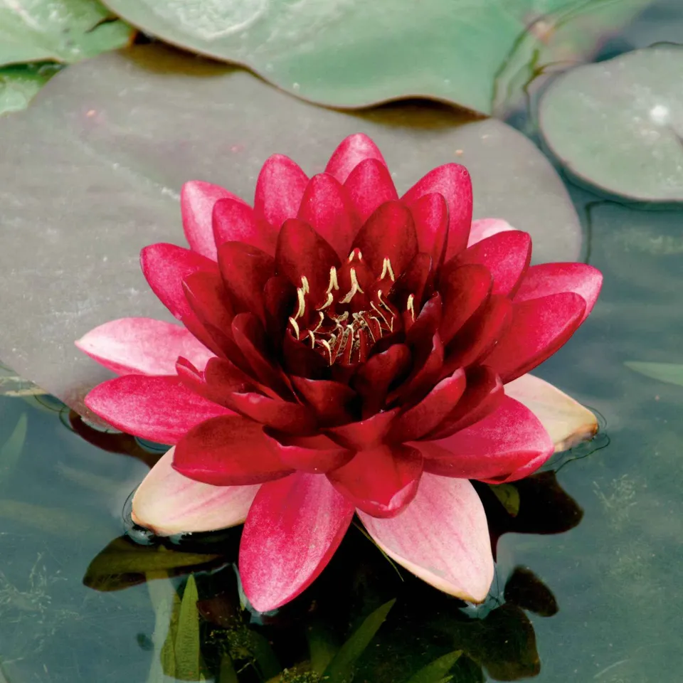 Bakker Perry's Almost Black nénuphar pot Ø11cm fleur noire