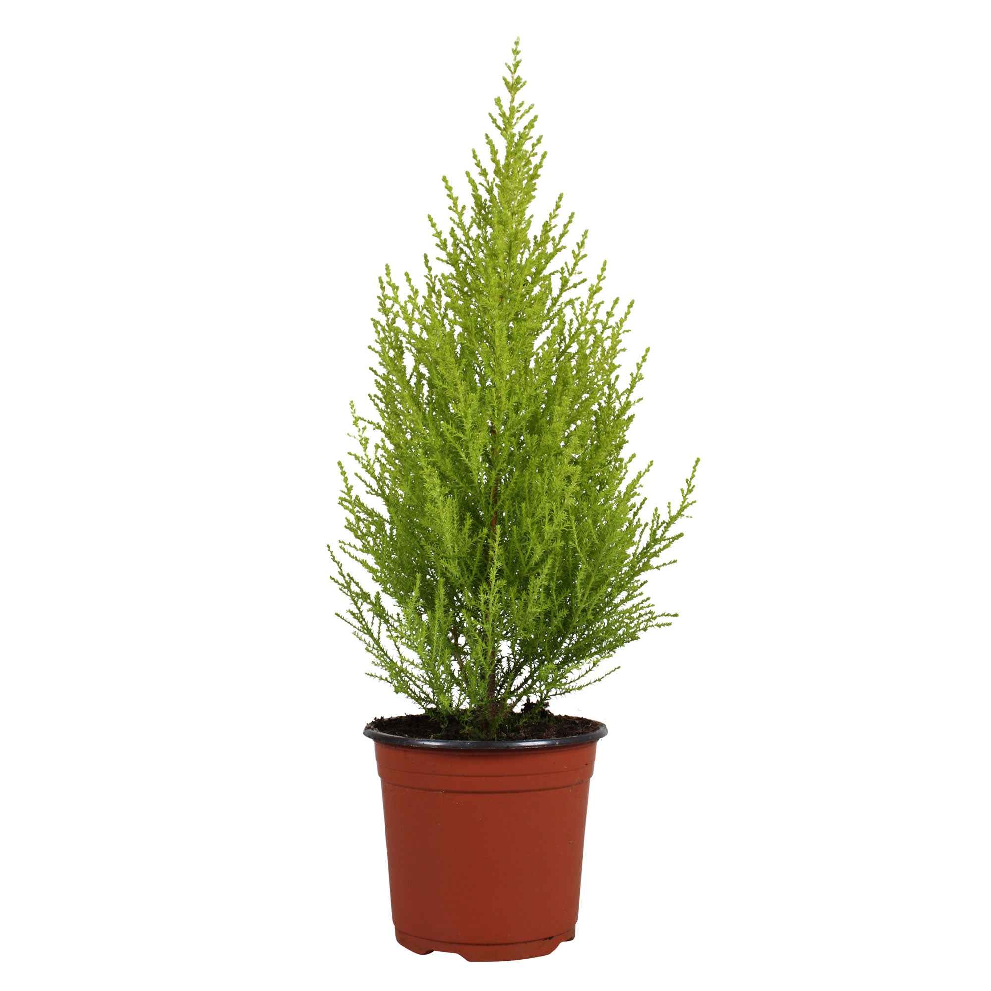 Bakker Cupressus Goldcrest Wilma plante intérieur pot 14cm