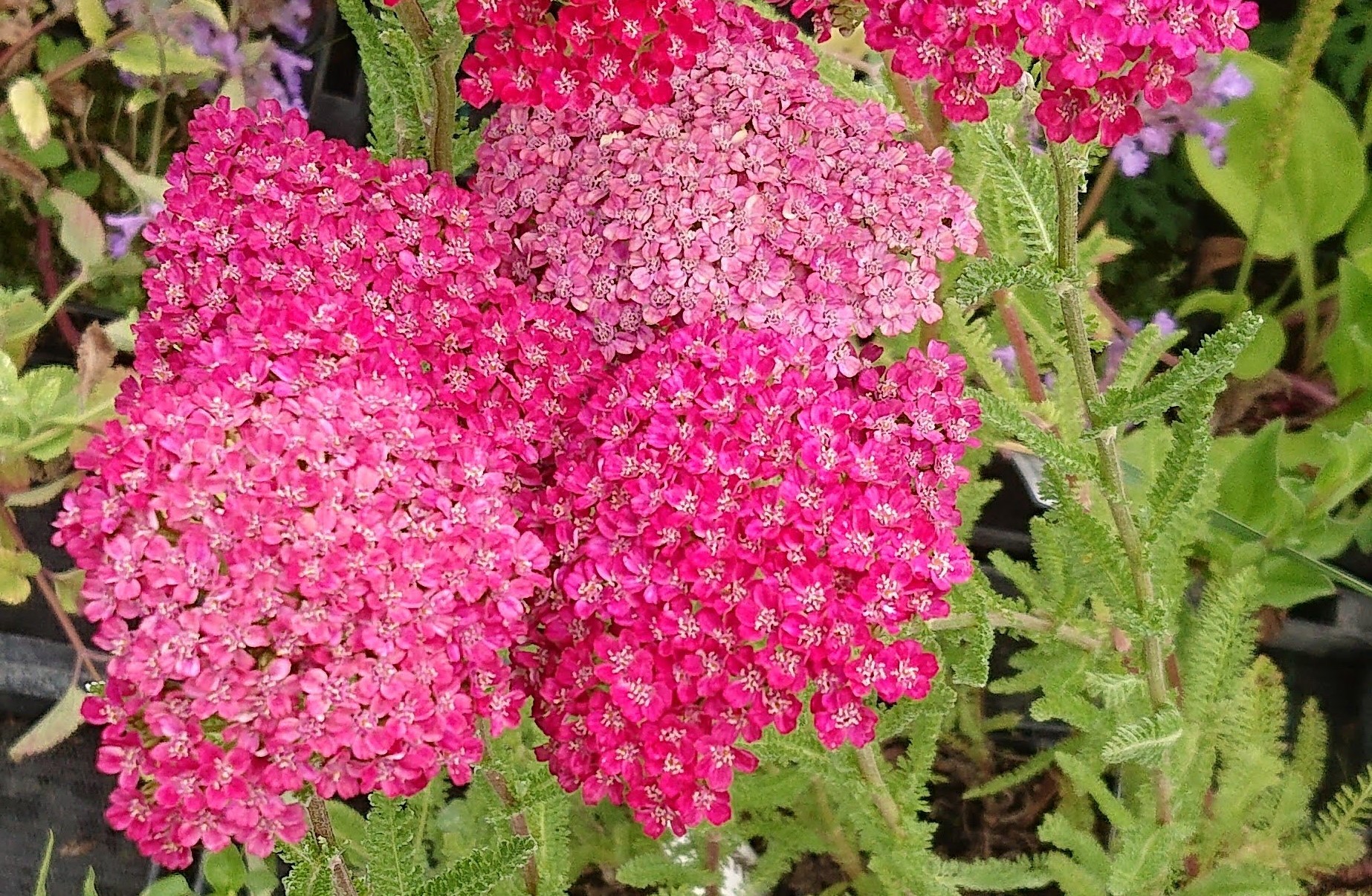 Passion Vivaces Achillea millefolium Braise achillée à fleurs