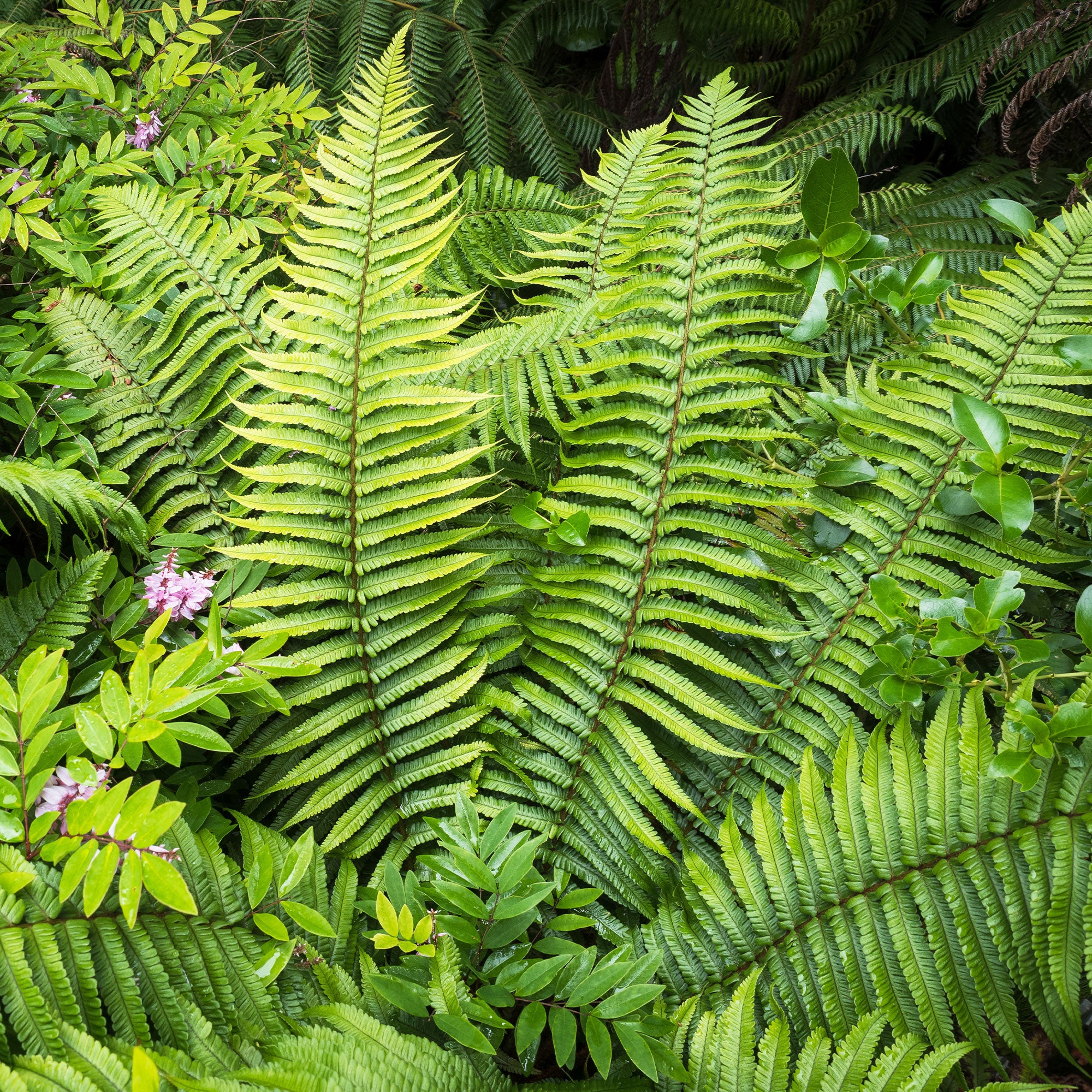 Bakker Dryopteris wallichiana fougère pot Ø 9cm ombre