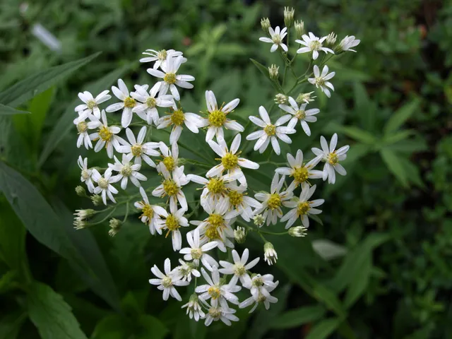 Aster umbellatus Weisser Schirm aster godet blanc cœur or
