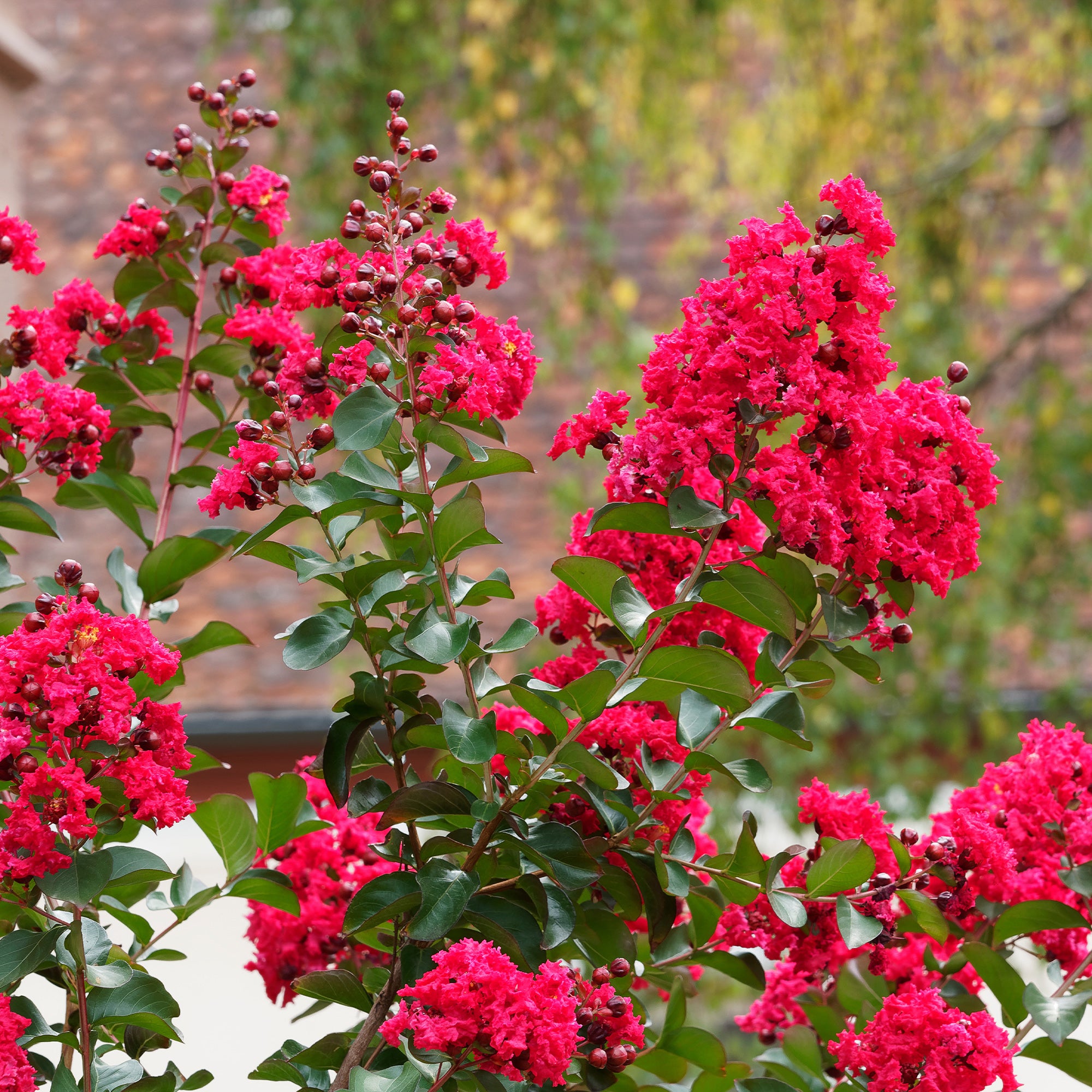 Bakker Lilas des Indes Red Rocket arbuste godet 9cm rouge