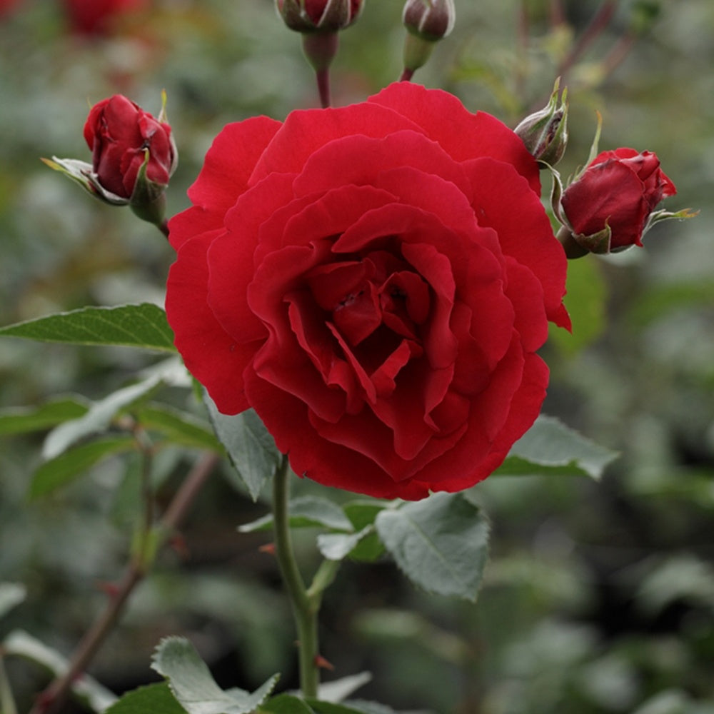 Bakker Rosier Sympathie grimpant racine nue 3+ branches rouge ADR