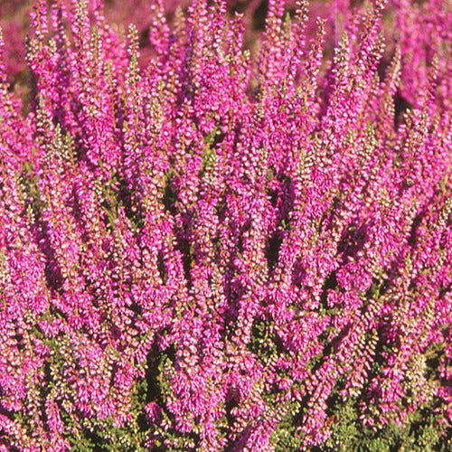 Bakker Bruyère Darkness callune pot 8cm fleurs rouges