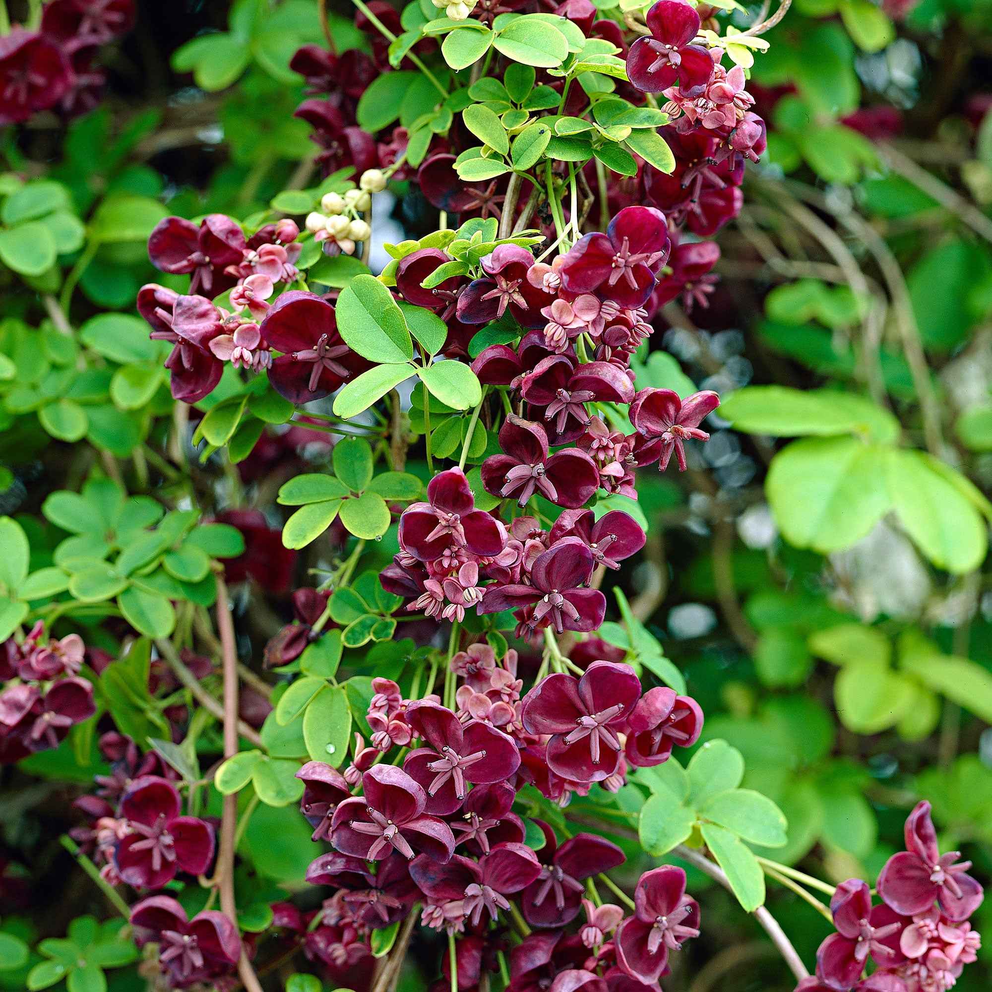 Bakker Akébie Quinata plante grimpante pot 1L 30-40cm