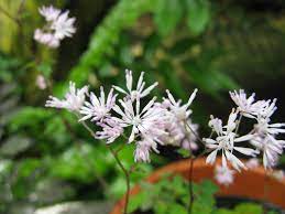 Passion Vivaces Thalictrum kiusianum pigamon pot 1 L rose lavande