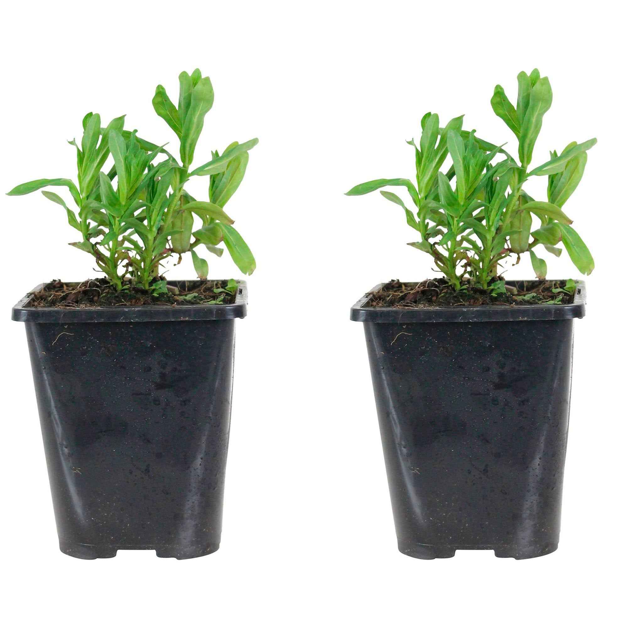 Bakker Salicaire Anceps vivace violette pot Ø 9cm