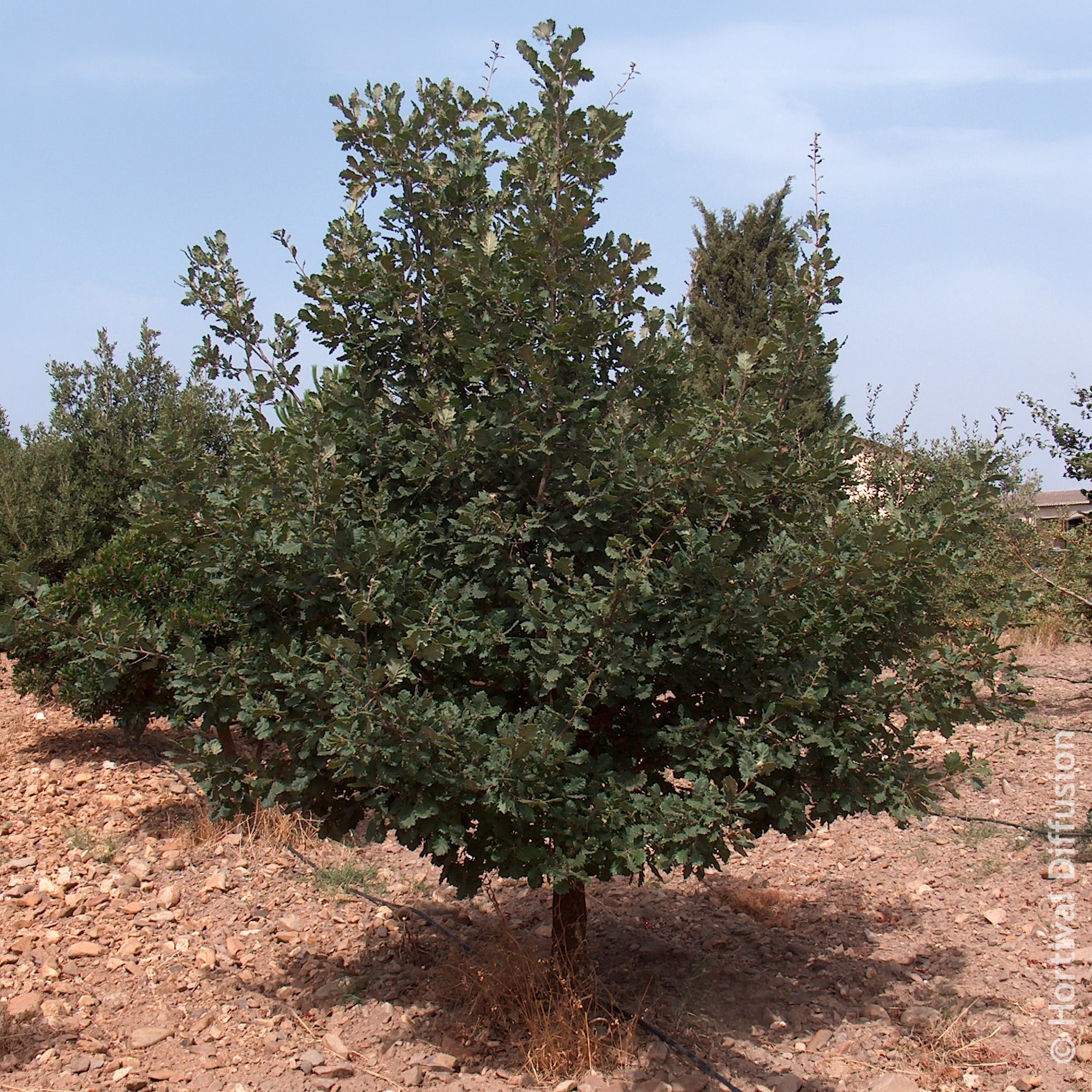 Bakker Arbres Chêne pubescent Quercus pot 9cm soleil sec