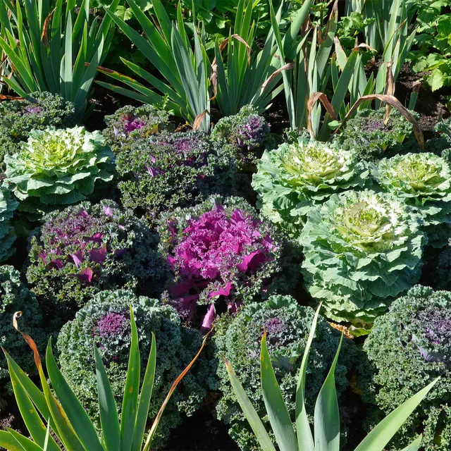 Bakker 3 Choux décoratifs mélange plante automne 3 pots Ø10,5cm