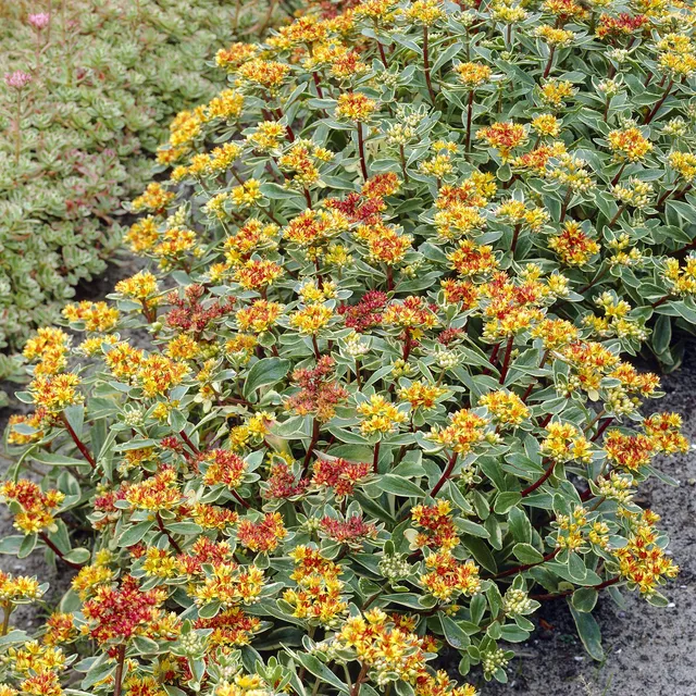 Bakker Sedum Kamtschaka panaché vivace jaune pot 9cm