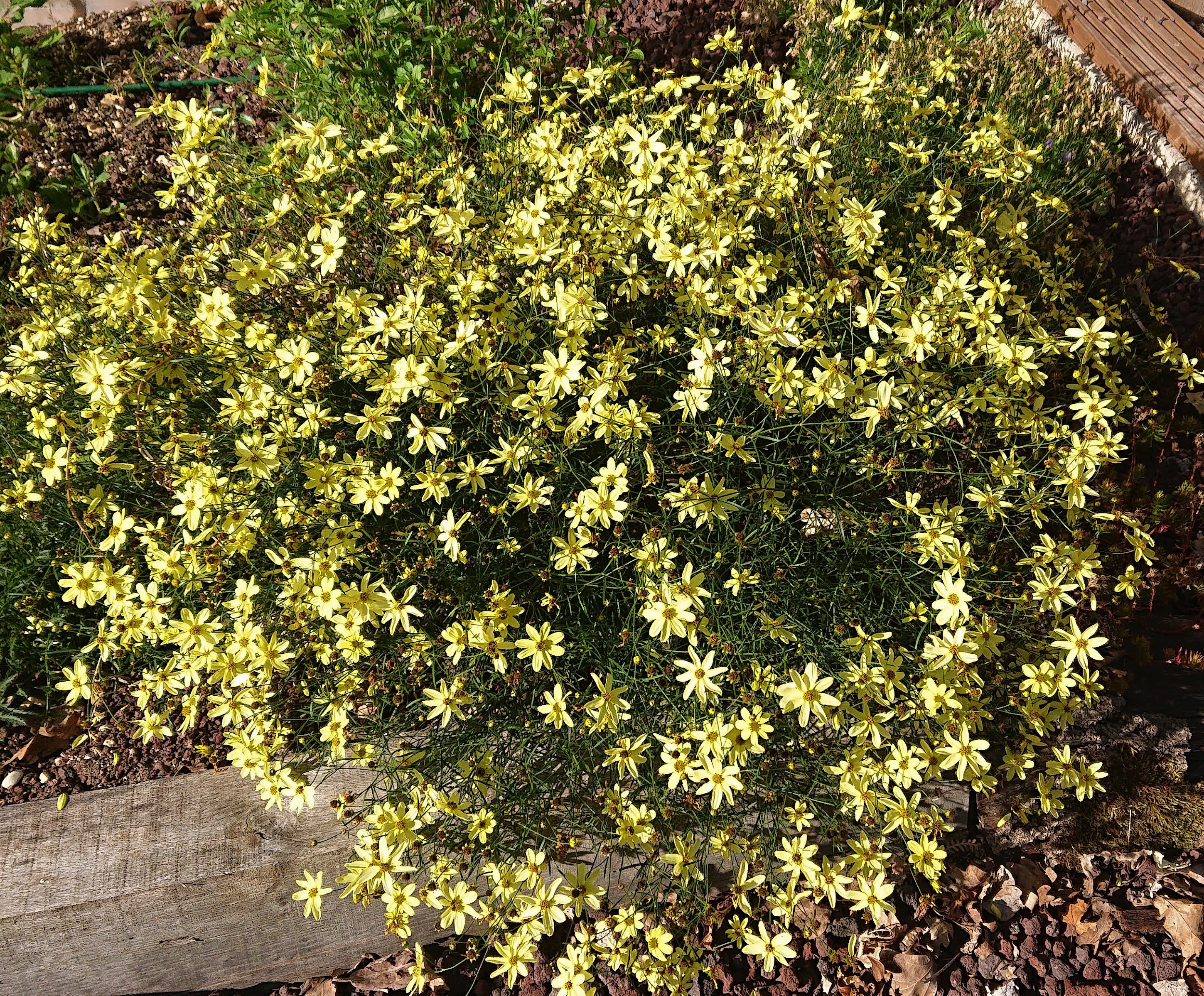 Passion Vivaces Coreopsis verticillata Moonbeam coréopsis pot 1L jaune