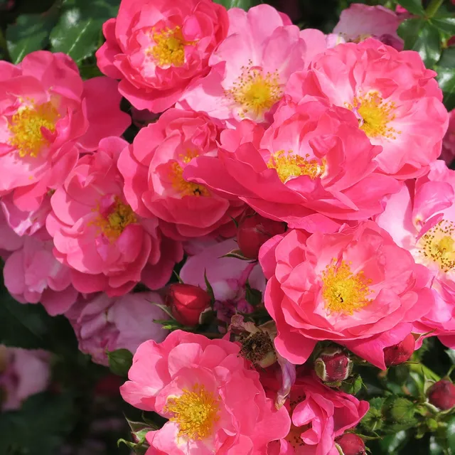 Bakker Rosiers Aromikeh Hotline rosier couvre-sol rose pot 3L