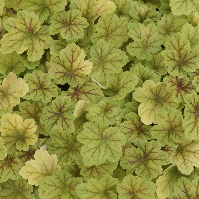 Bakker Heuchère Electra vivace pot Ø9cm 30 cm