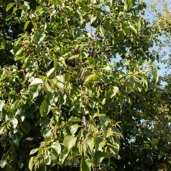 Bakker Aulne de Corse arbre pot 2L 80-100cm