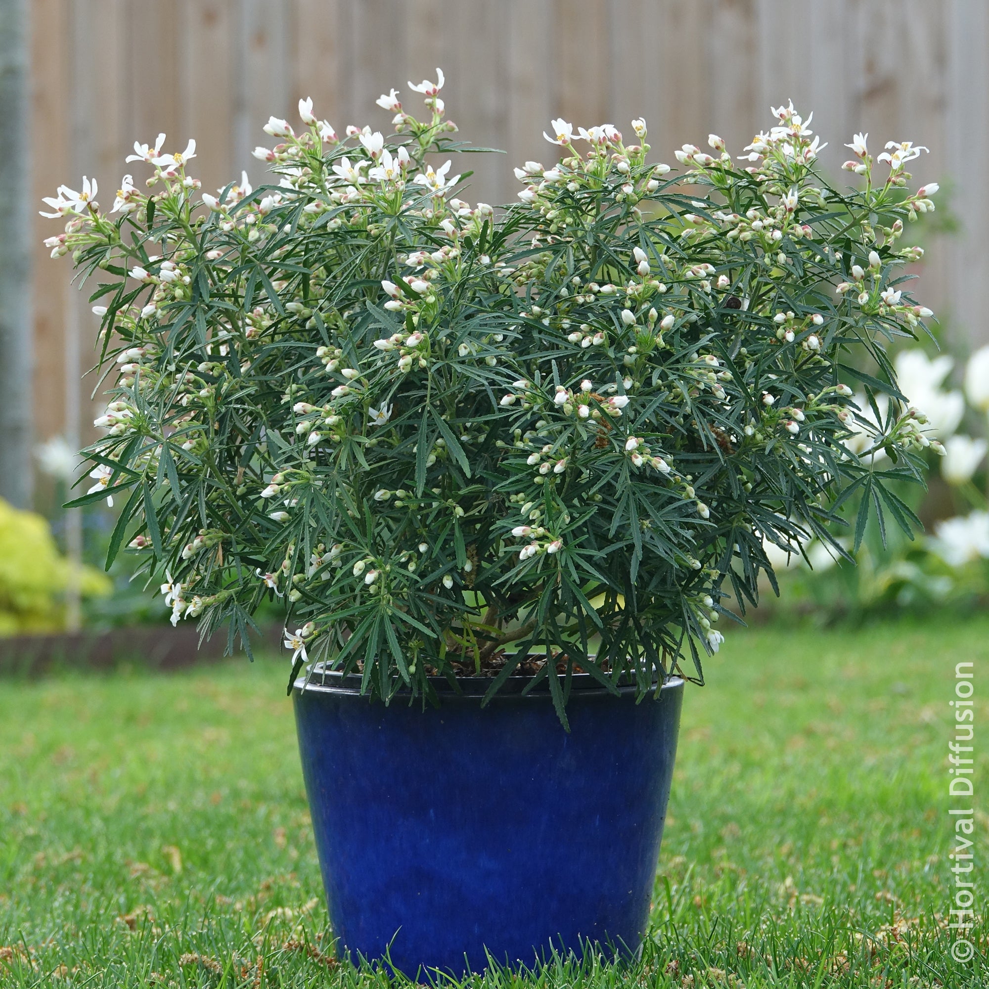 Bakker Oranger du Mexique Little Bee pot 9cm fleurs blanches