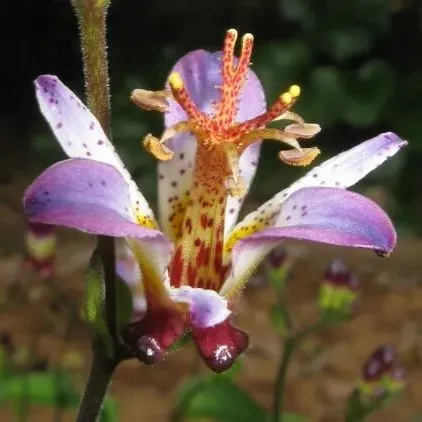 Passion Vivaces Tricyrtis Long-Jen Violet lis crapaud 1 L lilas