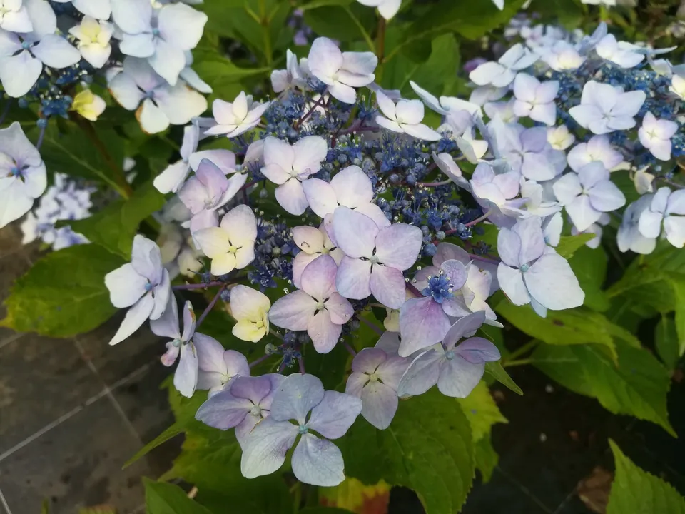 Les Hortensias du Haut Bois Ticino hortensia boule rose