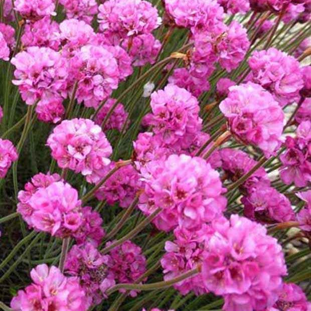 Bakker Rubrifolia gazon d'Espagne vivace pot 9cm fuchsia