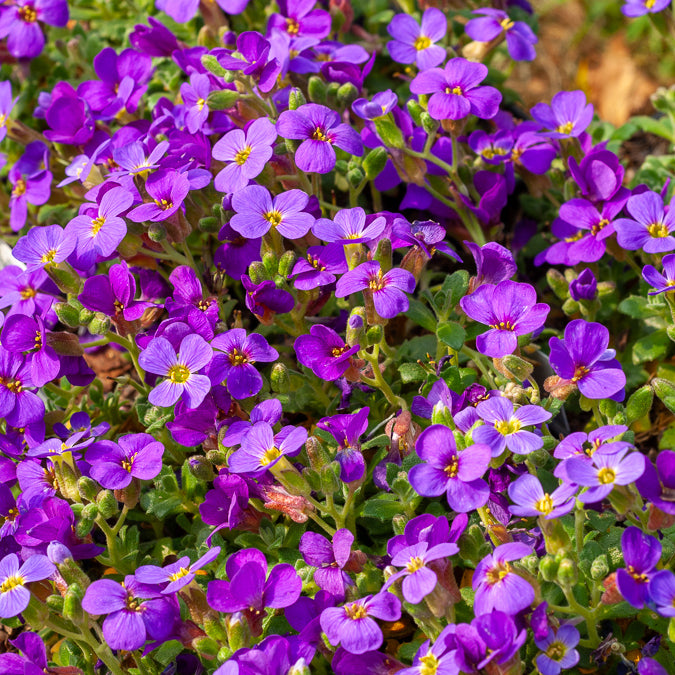 Bakker Aubriète Hamburger Stadtpark pot 9cm violette