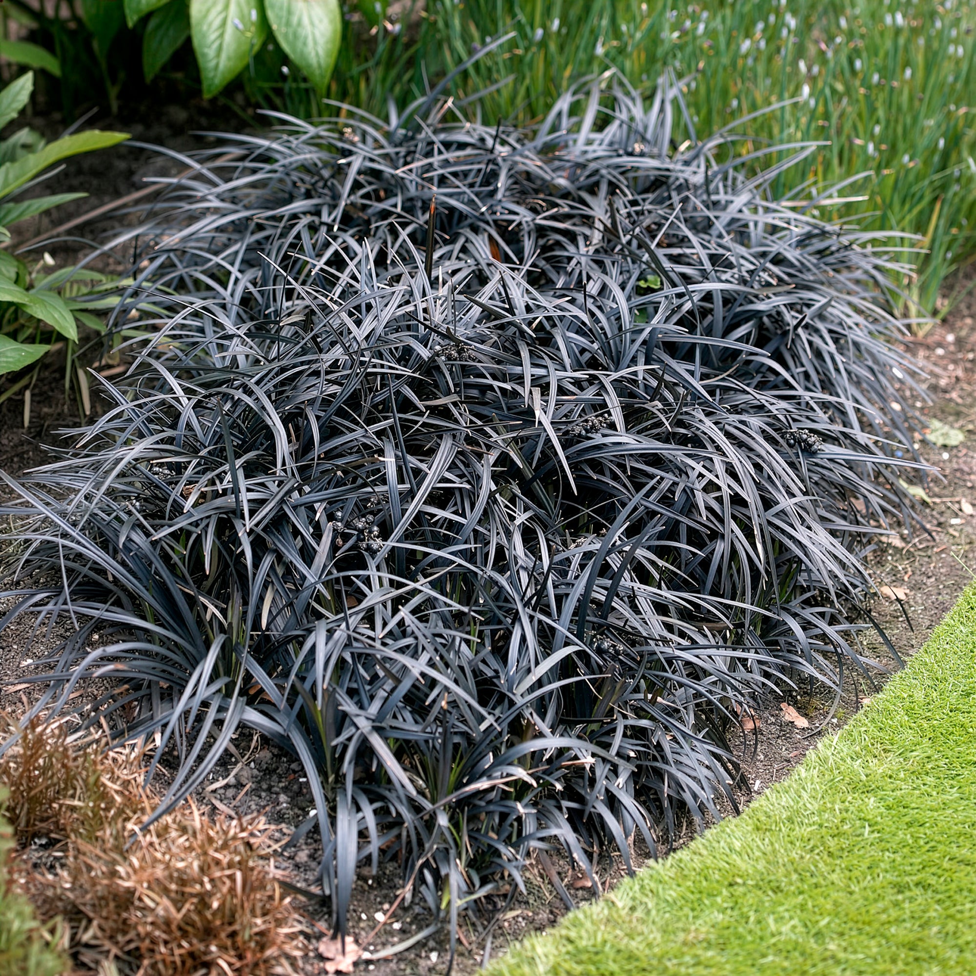 Bakker Ophiopogon Niger Couvre-sol feuillage noir Pot 8cm