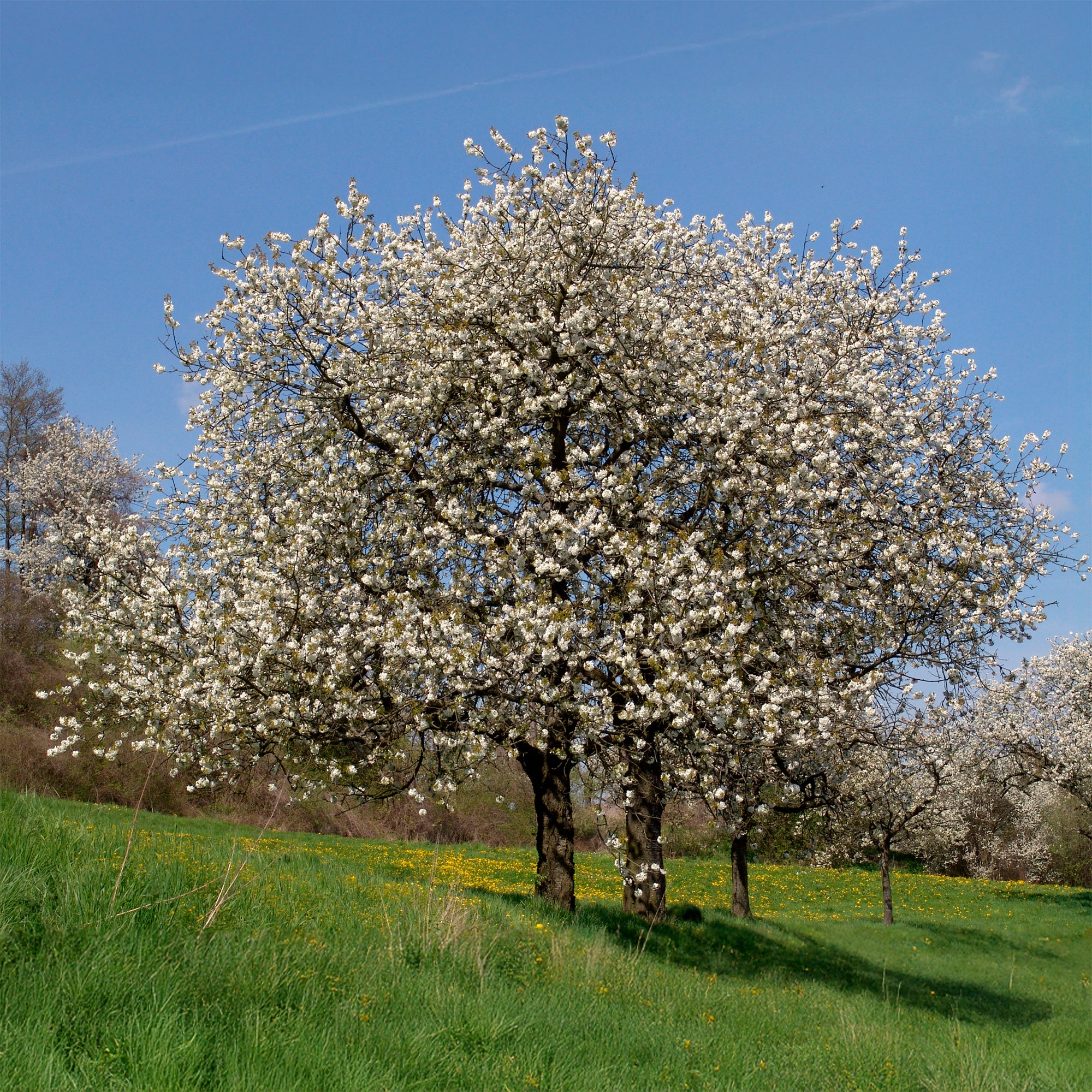 Bakker Merisier des oiseaux pot 2L arbre fleurs blanches 80-100cm