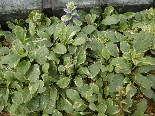 Passion Vivaces Ajuga reptans Variegata plante vivace panachée