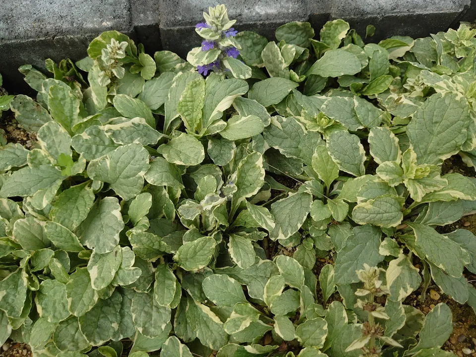 Passion Vivaces Ajuga reptans Variegata plante vivace panachée