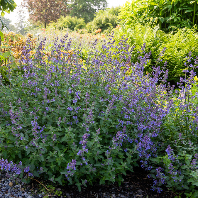 Bakker Nepeta Junior Walker vivace violette pot 9 cm