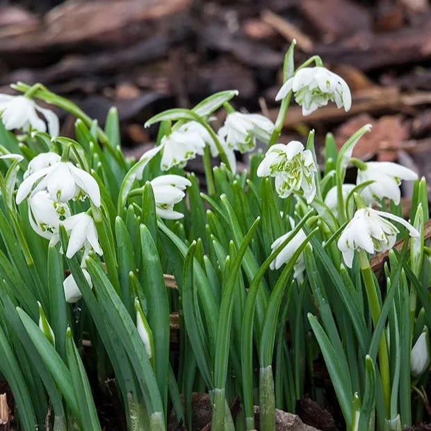 Bakker Bulbes à fleurs 10 Perce-neige double bulbes blanc