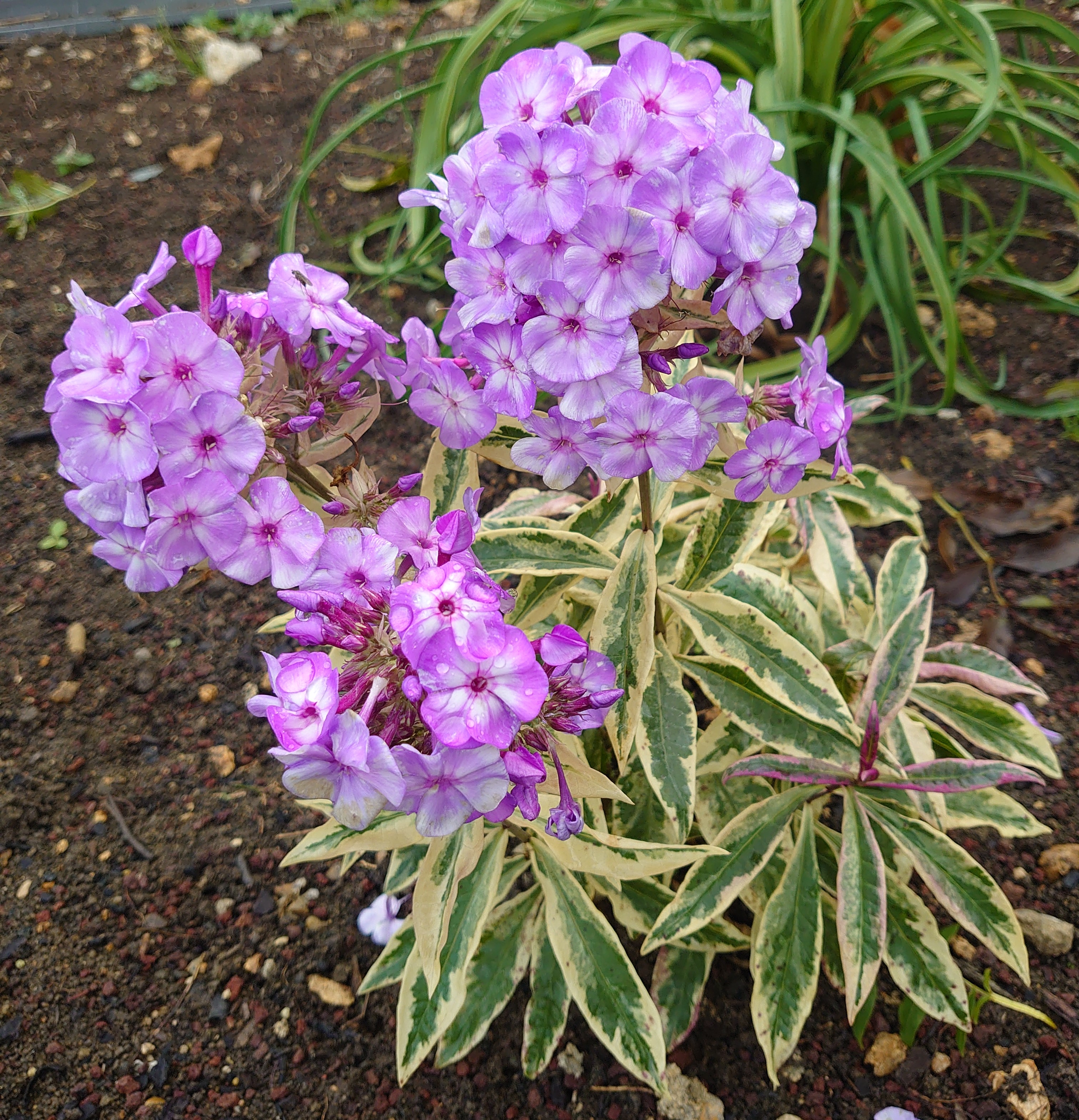 Passion Vivaces Phlox paniculata Olympus phlox pot 1 L panaché
