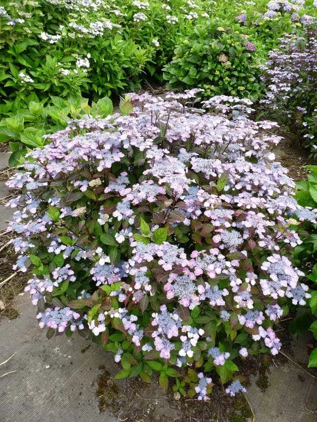 Les Hortensias du Haut Bois Oamacha hortensia serrata