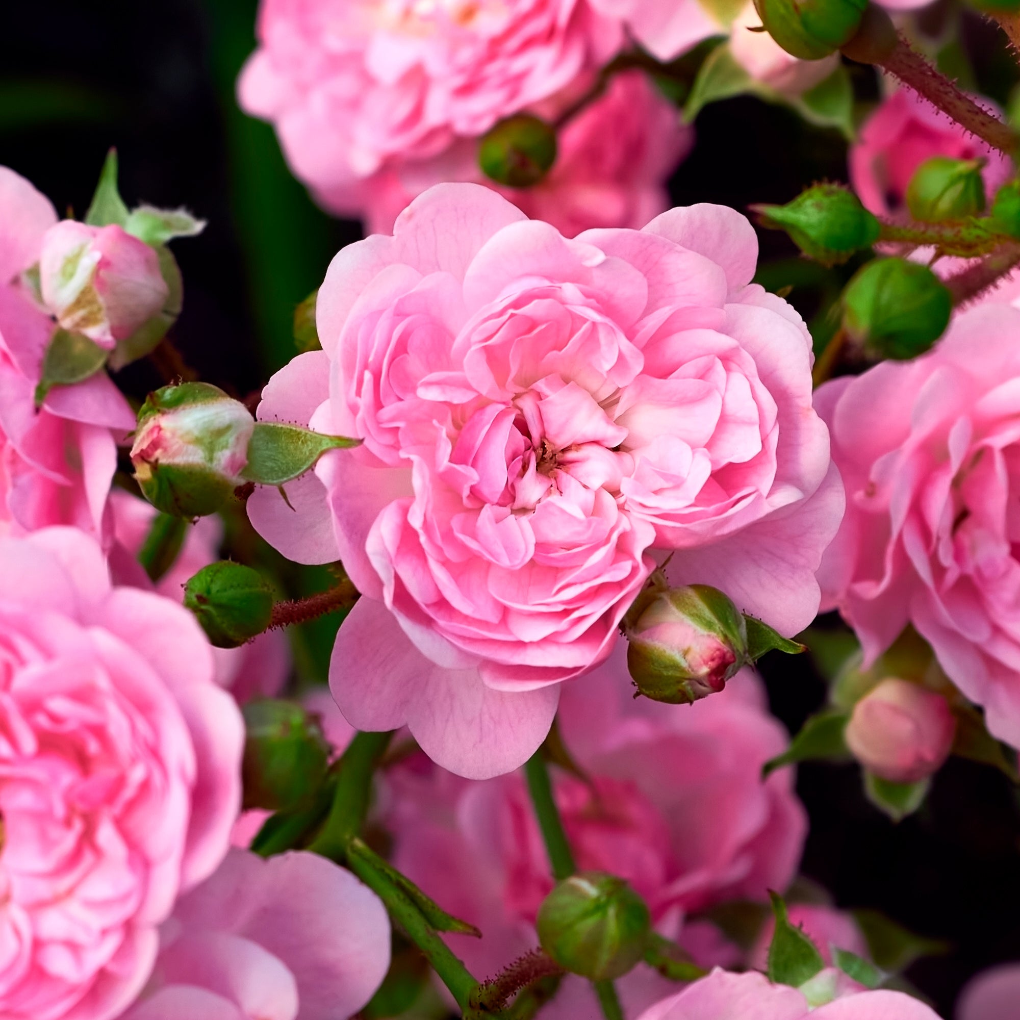 Bakker Rosiers The Fairy rosier à massif pot 3L rose