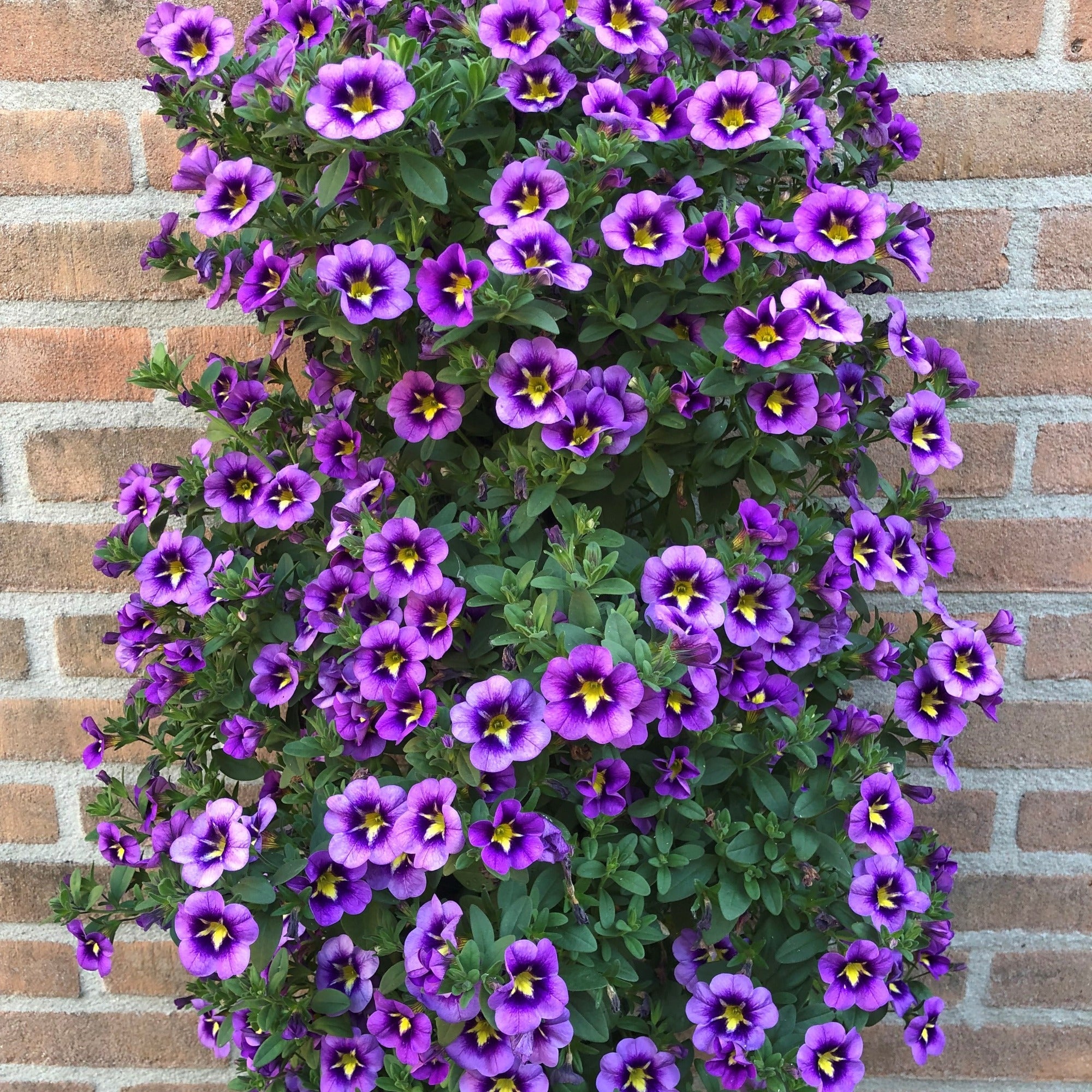 Bakker Bumble Bee Mini-pétunia retombant 3 pots Ø10.5cm violet