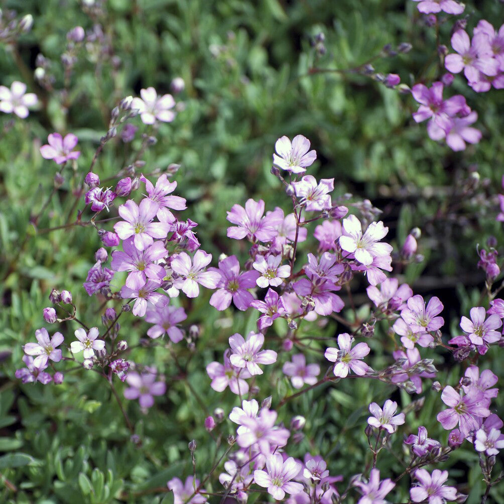 Bakker Gypsophile Rosea rampant fleur rose pot 9cm couvre-sol