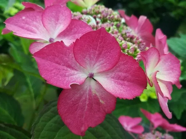 Les Hortensias du Haut Bois Sélina hortensia fleurs plates