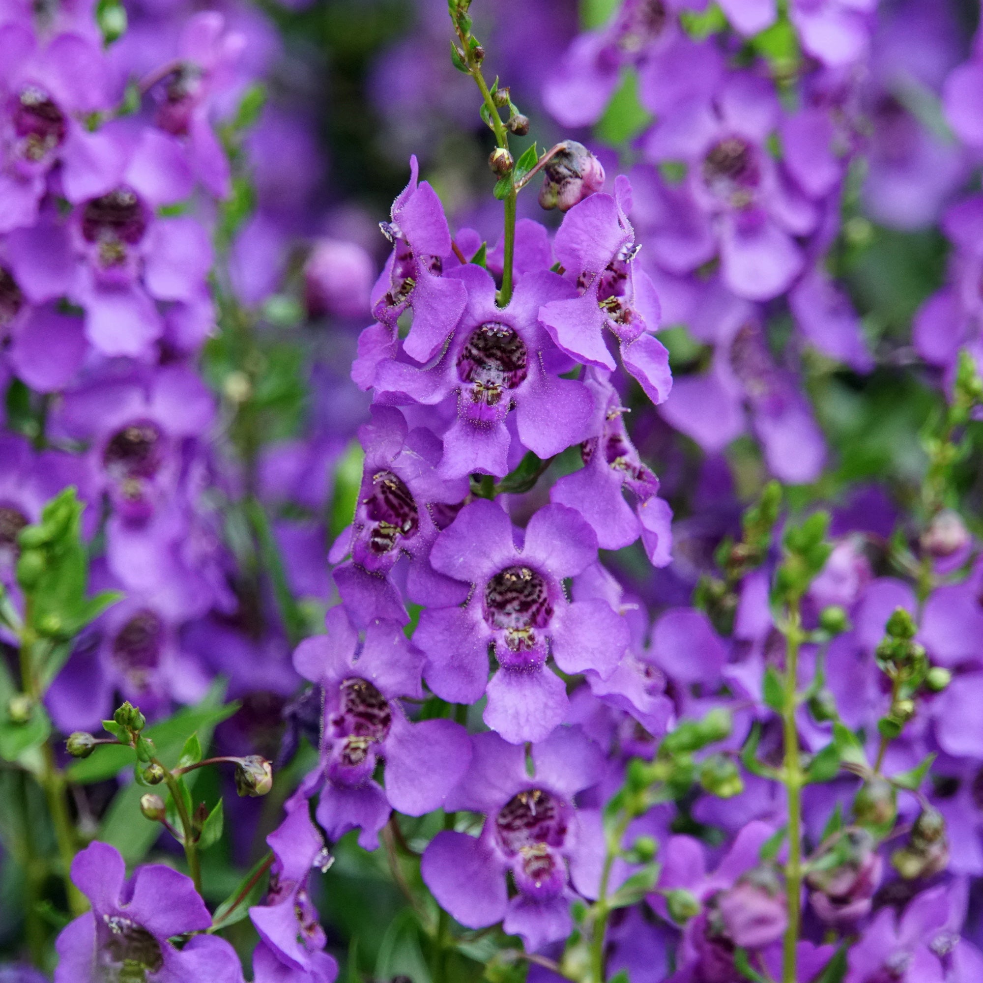 Bakker Angélonia plante extérieure violette pot Ø 10,5cm