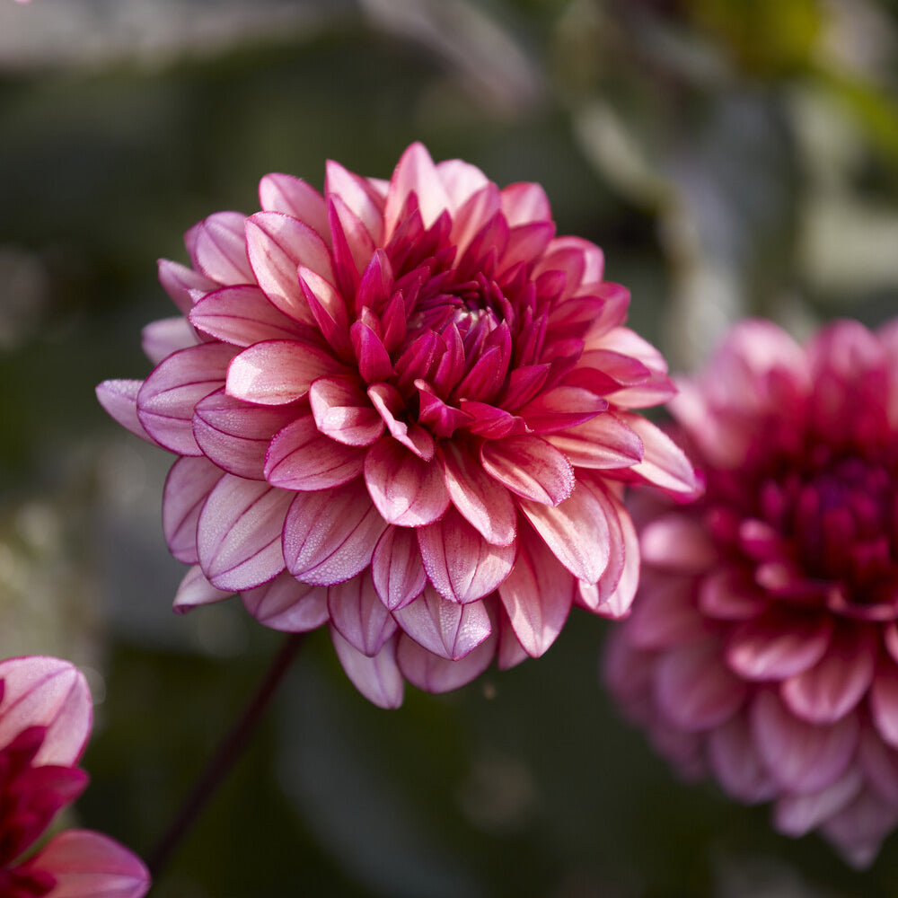 Bakker Dahlia Molly Raven bulbes sachet de 3 calibre I soleil