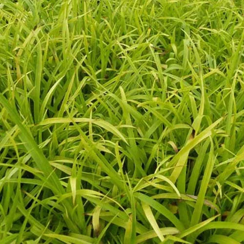 Bakker Luzule des bois Solar Flare graminée pot Ø9cm dorée