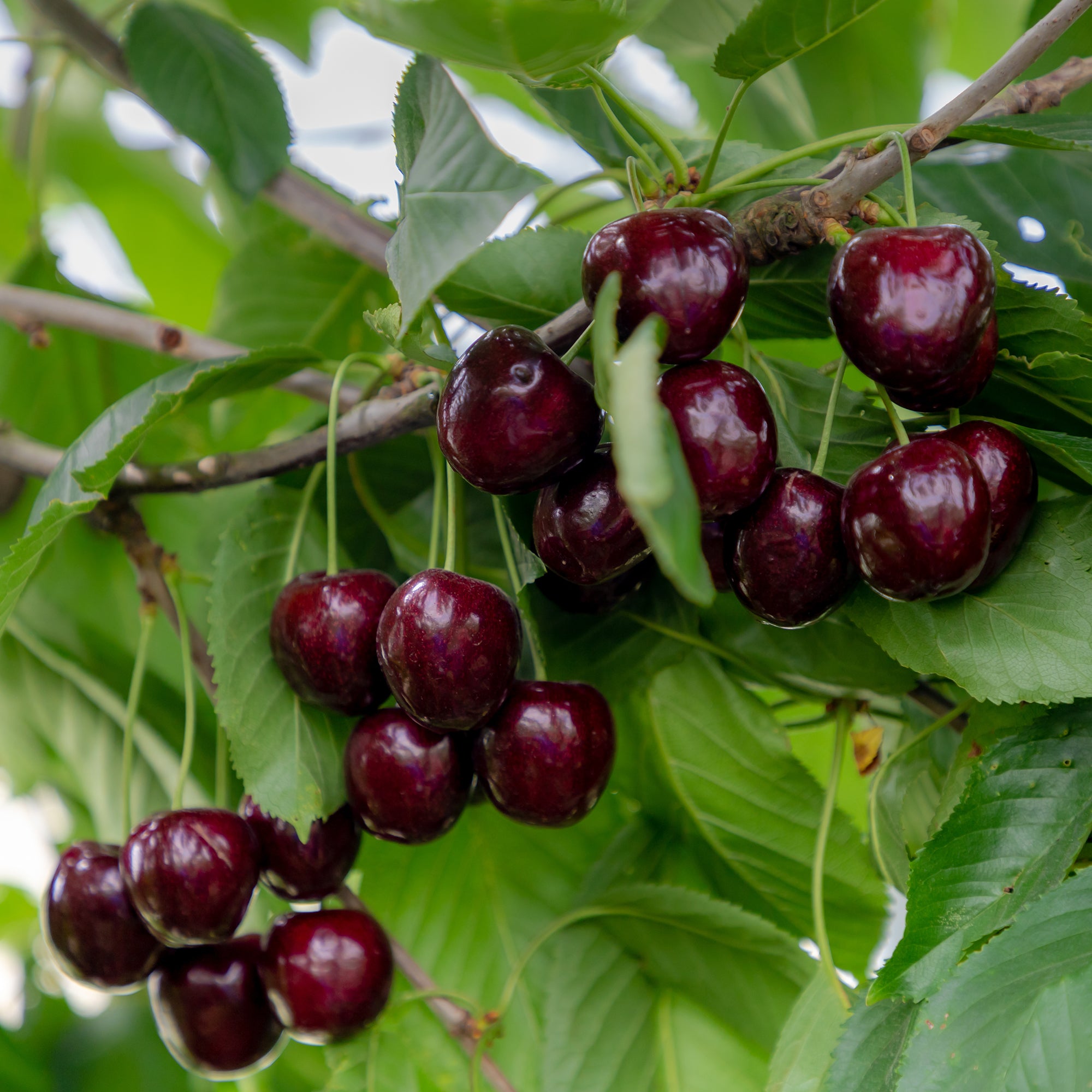 Bakker Fruitiers Cerisier Regina arbre cerise noire pot 5L 70-90cm