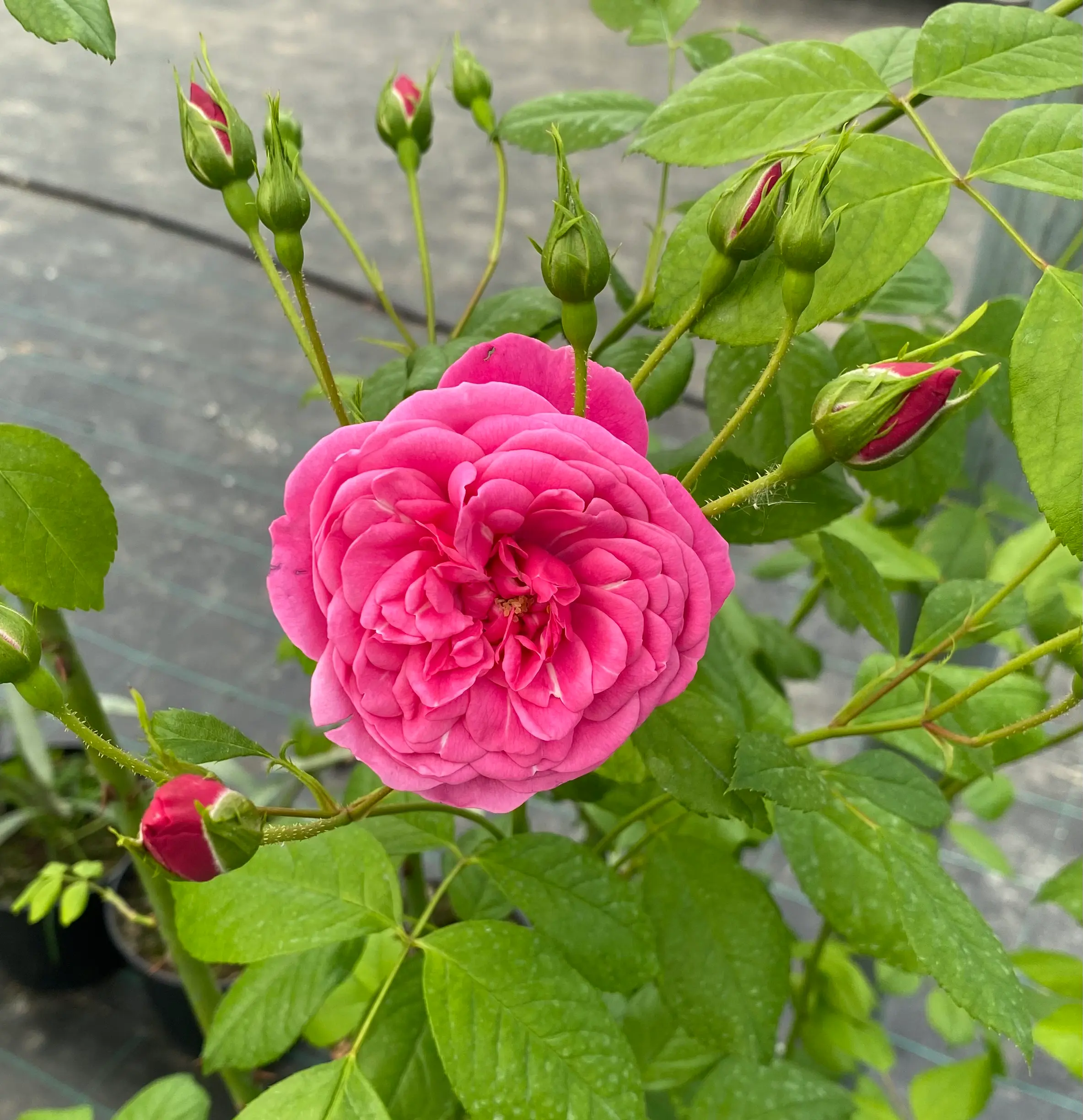 Michel Adam Volare Adalinalu rosier grimpant rose remontant