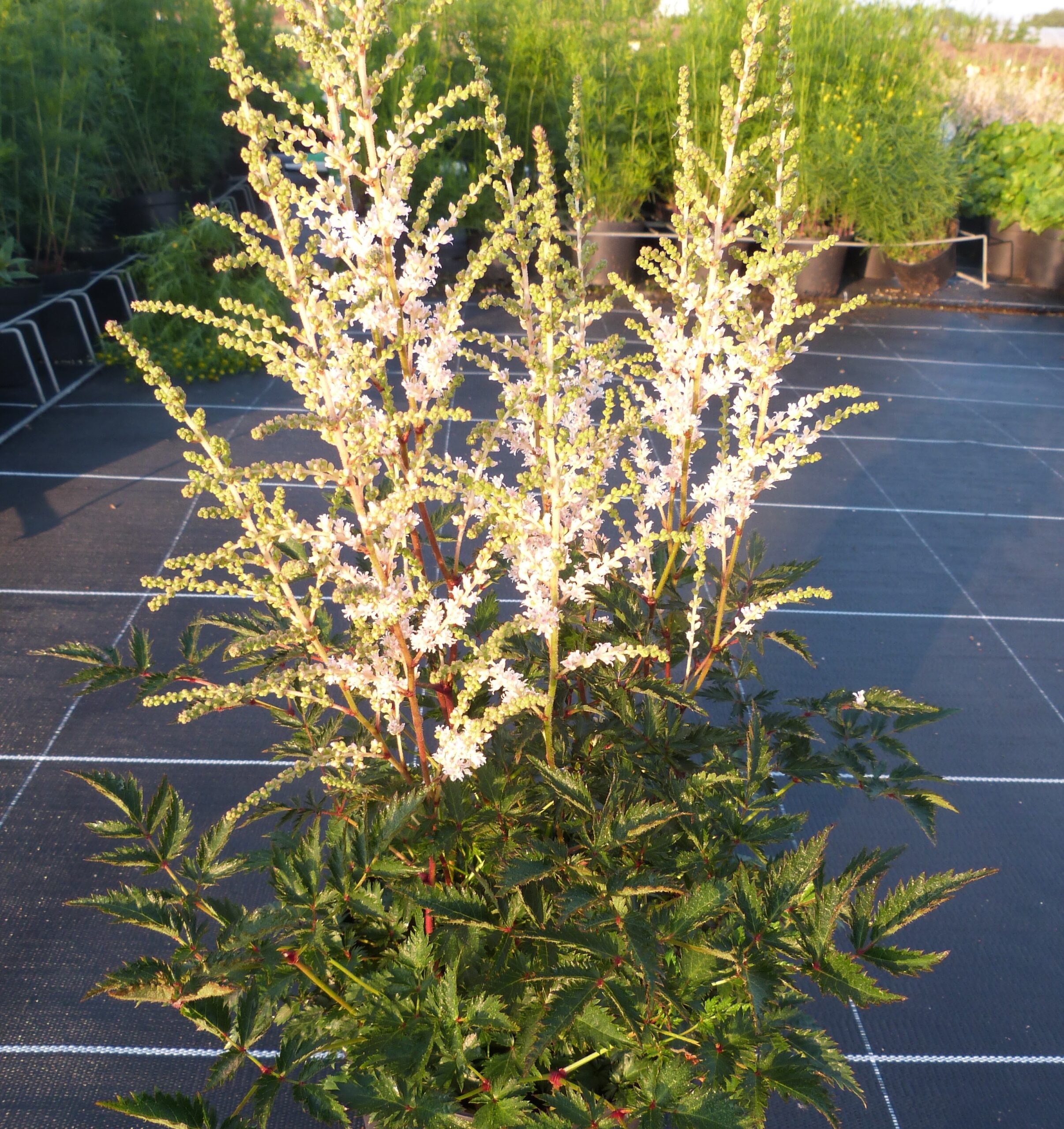 Pépinières Ripoche Astilbe arendsii Astary White vivace blanche